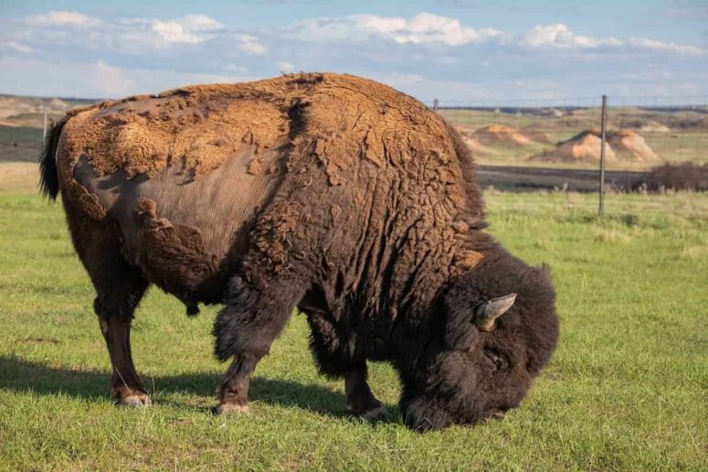 Budsjett Ting å gjøre i North Dakota